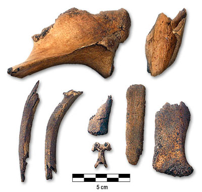 Photograph of bones from Basin Depot 1999-2000