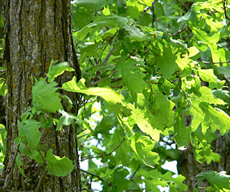 Photograph of white oak leaves
