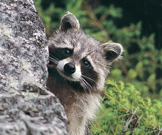 Photographie : racoon