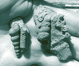 Photograph of gastropod