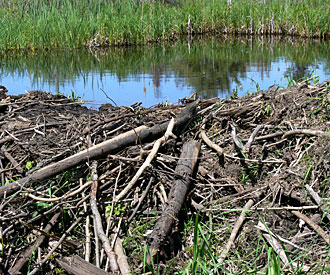 Photograph of beaver dam