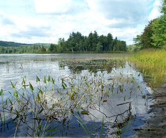 Photograph of wetland