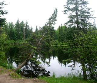 Photograph of tree falling into river