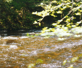 Photographie : Galets de rivi&egrave;re
